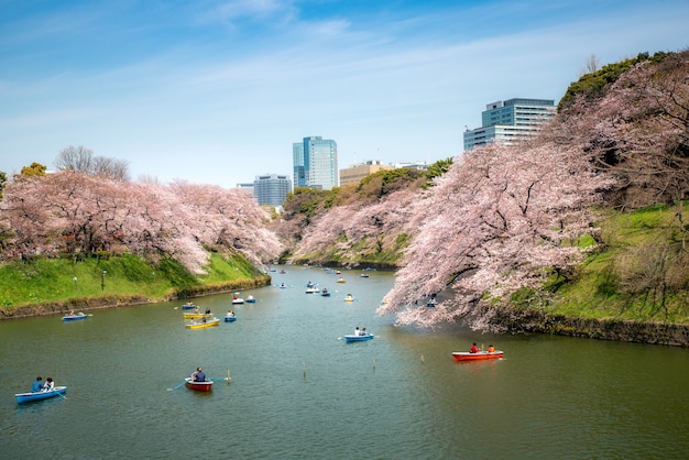 Vista da árvore de flor de cerejeira maciça com barco de caiaque remo poeple em Tóquio, Japão