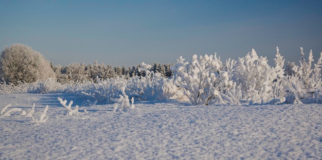 Vista da árvore de inverno nevado