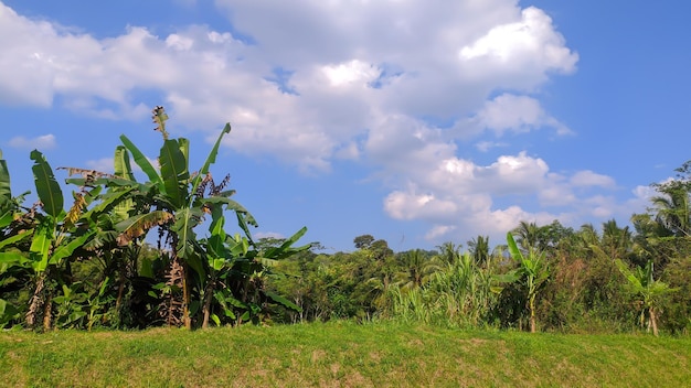 Foto vista da bananeira com céu azul na indonésia