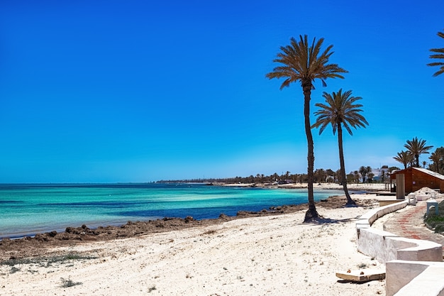 Vista da costa do mediterrâneo com uma praia de areia branca e uma palmeira verde na ilha de djerba, tunísia