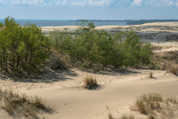 Vista da duna de Staroderevenskaya do alto de Efa Walnut Dune e o Mar Báltico ao fundo em um dia ensolarado de verão Curonian Spit Kaliningrad region Rússia