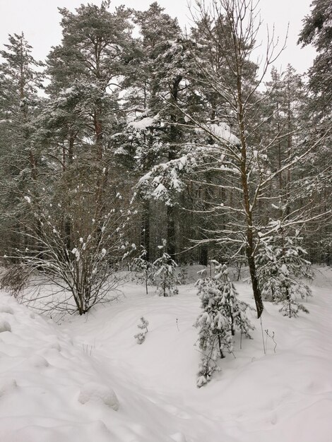Vista da floresta de abetos de inverno. Paisagem de inverno. Árvores cobertas de neve. Natal e ano novo.