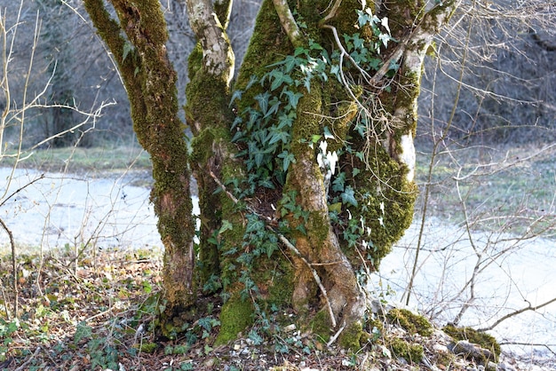 Vista da floresta de montanha caucasiana no desfiladeiro do rio Zhane Gelendzhik Krasnodar Krai Rússia