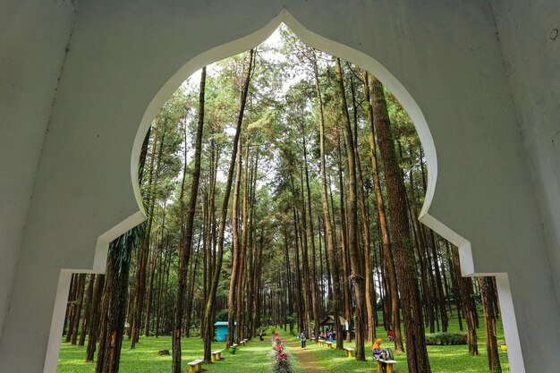 vista da floresta de pinheiros da janela da mesquita. a paisagem é muito incrível e legal