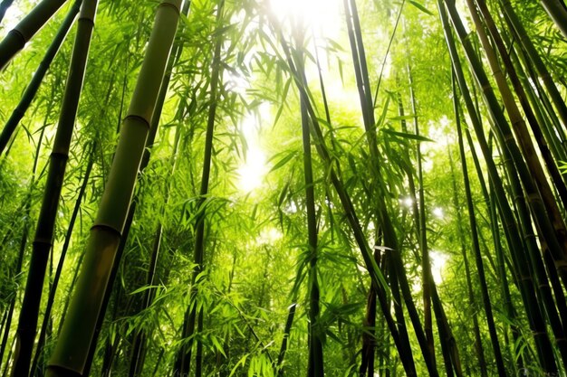 Vista da floresta tropical de bambu verde botânico à luz do dia Bosque de bambu oriental na China japonesa