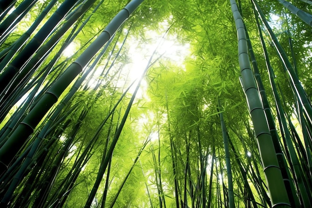 Vista da floresta tropical de bambu verde botânico à luz do dia Bosque de bambu oriental na China japonesa