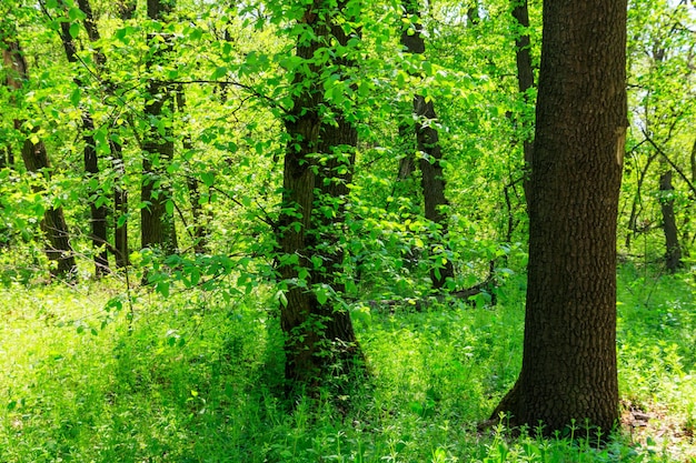 Vista da floresta verde na primavera