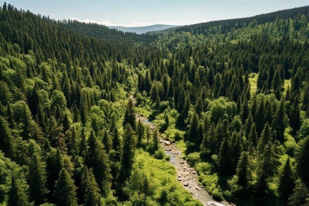 vista da floresta verde