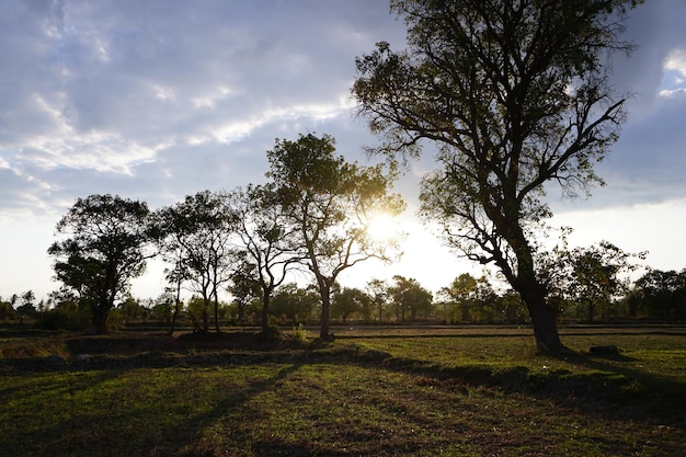 Foto vista da grama pela manhã