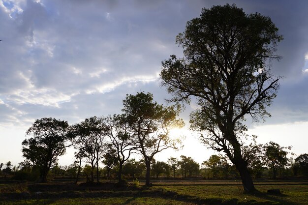 Foto vista da grama pela manhã