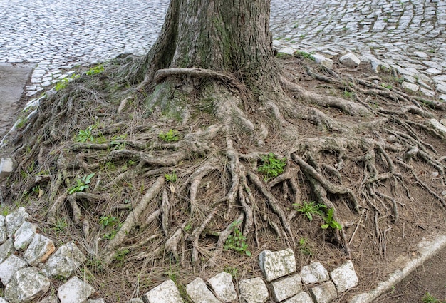 Vista da grande raiz da árvore na ecologia do parque da cidade
