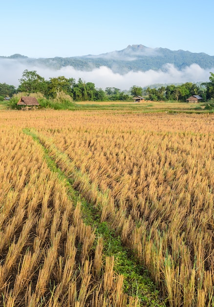 Vista da manhã do campo de arroz após a colheita com nevoeiro sobre a montanha