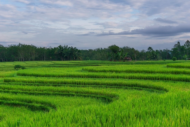 Vista da manhã indonésia em campos de arroz verde