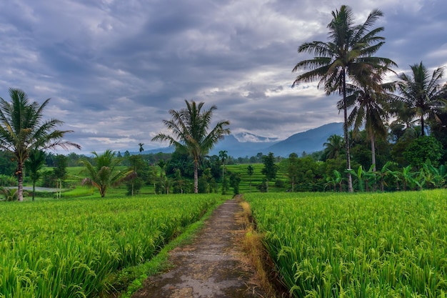 Vista da manhã indonésia em campos de arroz verde