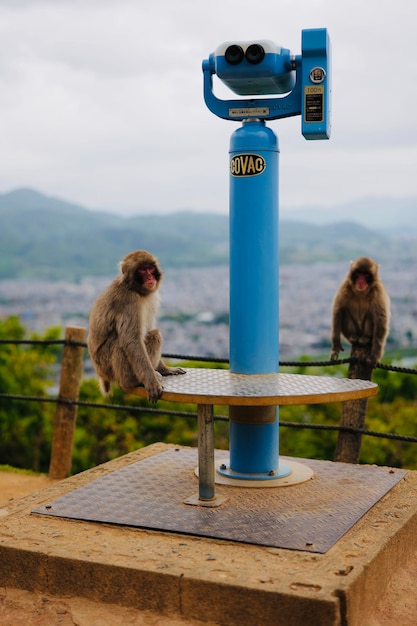 Foto vista da montanha dos macacos