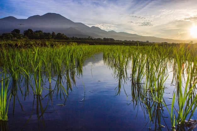 Vista da montanha pela manhã com belo reflexo do nascer do sol e arroz verde