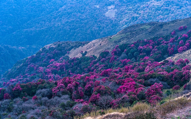 Foto vista da paisagem da flor do rododendro em poonhill, nepal