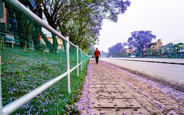 vista da paisagem da flor Jacaranda flor durante a temporada de primavera em kathmandu Nepal