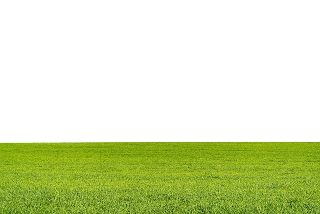 Vista da paisagem da grama verde em um campo isolado no fundo branco