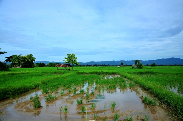 Vista da paisagem de arrozal ou campo de arroz e cabana na hora da manhã em Phrae Tailândia