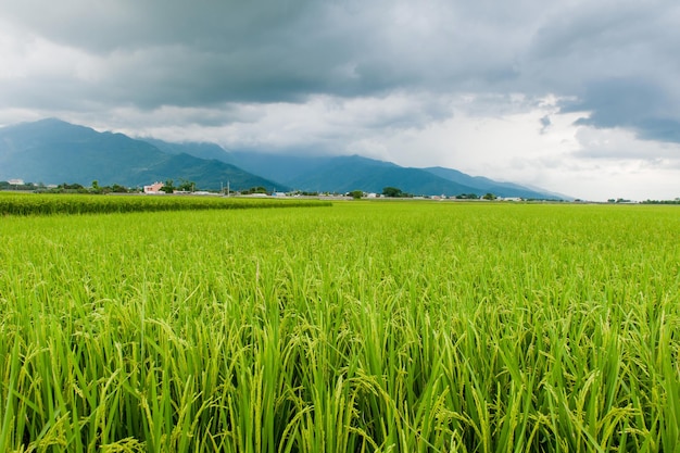 Vista da paisagem de belos campos de arroz na brown avenue chishang taitung taiwan orelha de arroz dourado maduro