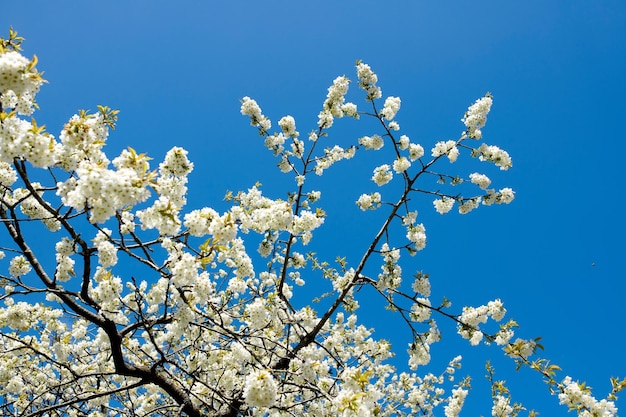 Vista da paisagem de flores de cerejeira brancas no céu Céu azul claro e grande cercado por galhos de árvores com pétalas brancas em crescimento Grupo de flores estendendo suas raízes do caule florescendo a vida durante o dia