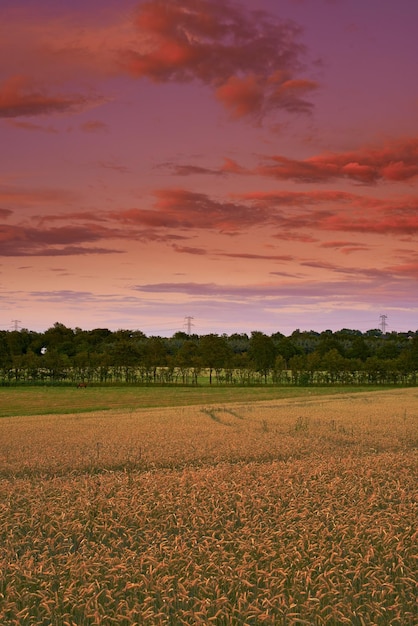 Foto vista da paisagem de um campo vazio na colheita no verão fazenda isolada e remota para cultivo contra um céu nublado rosa pela manhã campo agrícola ou pastagem na zona rural