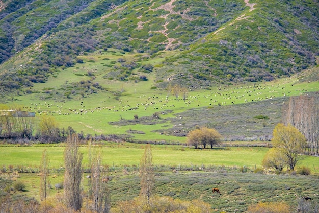 Vista da paisagem montanhosa na primavera no Quirguistão