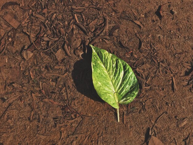 Foto vista da planta em alto ângulo