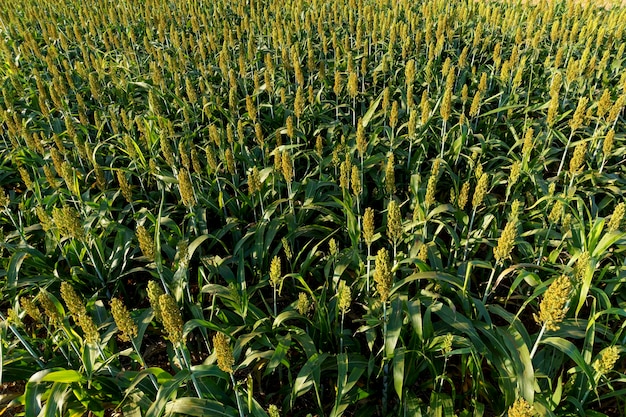 Vista da plantação de milho em fase de floração