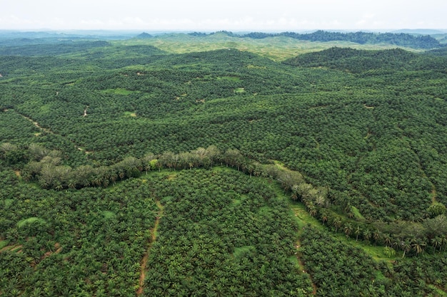 Vista da plantação de palmeiras em Sabah Bornéu Malásia