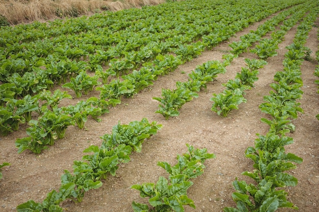 Vista da plantação verde no campo