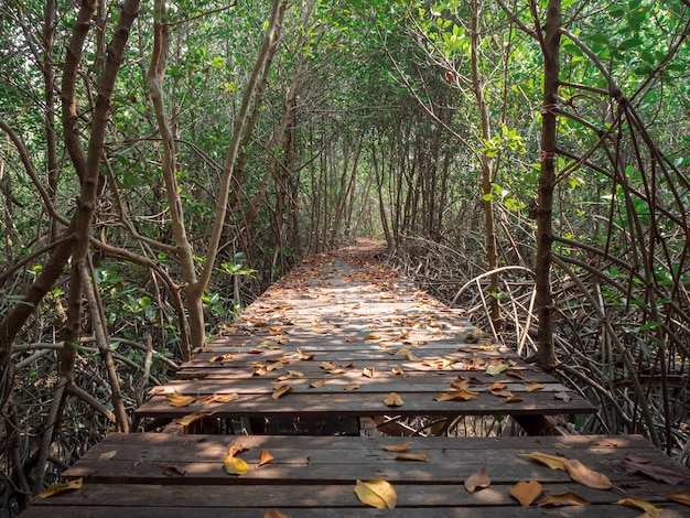 Vista da ponte de madeira na floresta de mangue, Phetchaburi, Tailândia