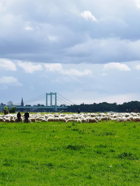 Foto vista da ponte sobre o campo contra o céu nublado