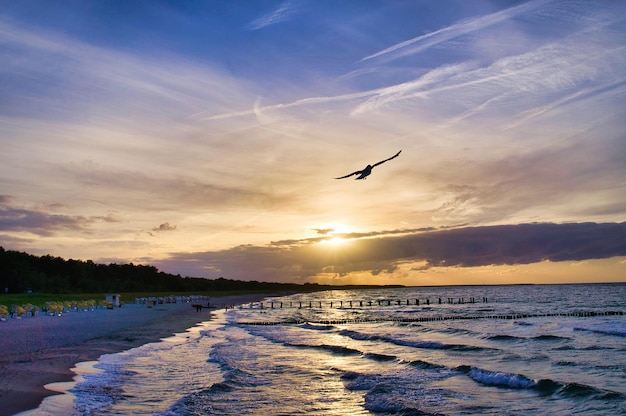 Vista da praia para o mar Báltico ao pôr do sol com gaivotas no céu