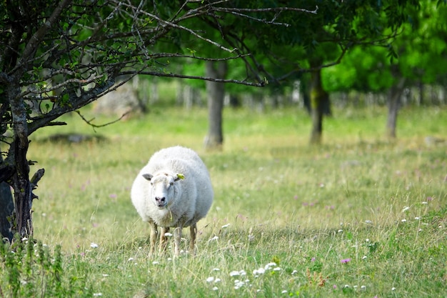 Vista da terra de uma ovelha lanosa em um campo de floresta verde. Animal selvagem com chifres - retrato de ovelha