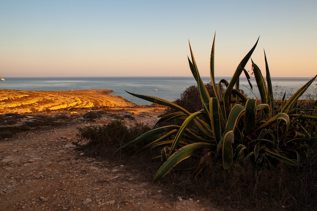 Vista da vegetação mediterrânica em Lampedusa