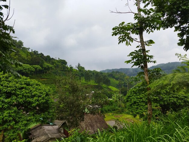 Foto vista da vila no jardim de chá da colina