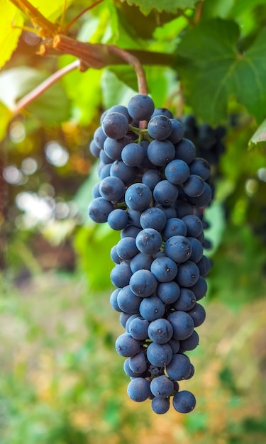 Vista da vinha com cachos de uvas maduras para vinho tinto. Época de colheita das uvas da República da Moldávia.