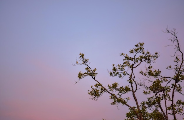 vista das árvores e do céu à noite