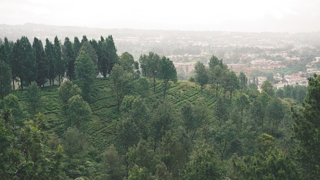 Vista das colinas cercadas por árvores verdes