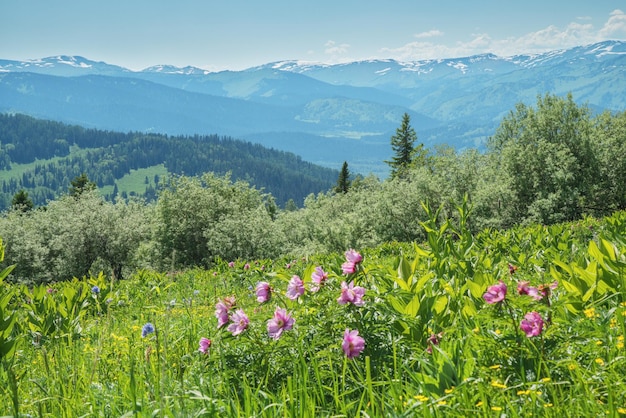 Vista das flores do vale da montanha na vegetação de verão em primeiro plano