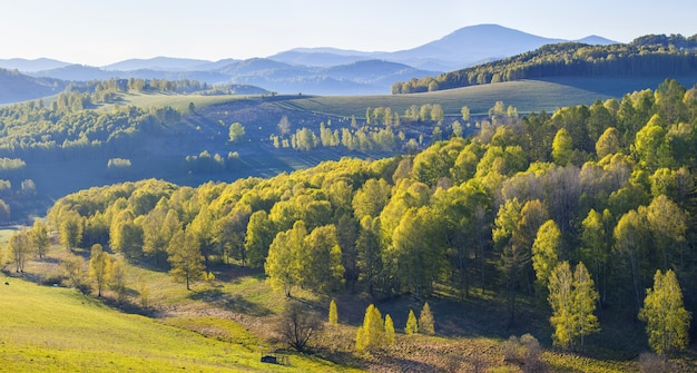 Vista das montanhas cobertas por floresta verde