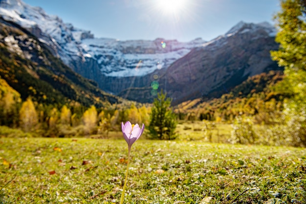 Vista das montanhas do Cirque de Gavarnie com colchicum