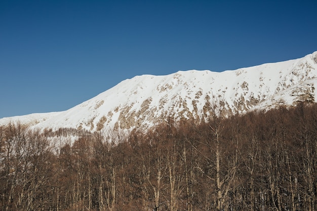 Vista das montanhas rochosas nevadas com árvores no dia ensolarado.