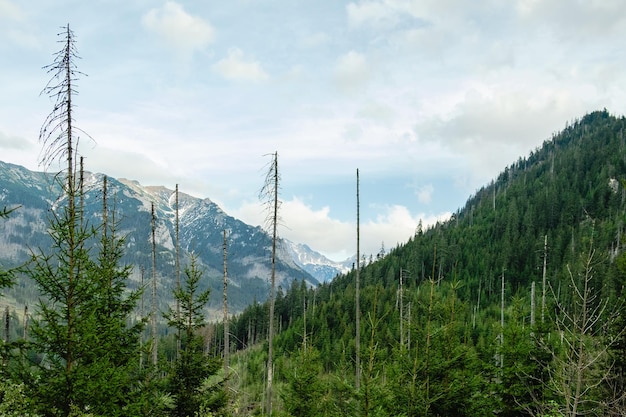 Vista das montanhas Tatras