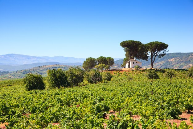 Vista das vinhas na zona rural espanhola, território de Villafranca del Bierzo