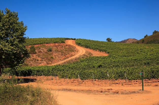 Foto vista das vinhas na zona rural espanhola, território de villafranca del bierzo