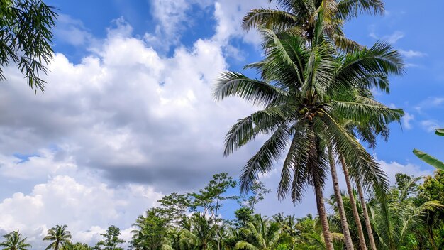 Vista de altas árvores de coco com céu nublado claro com espaço vazio na Indonésia