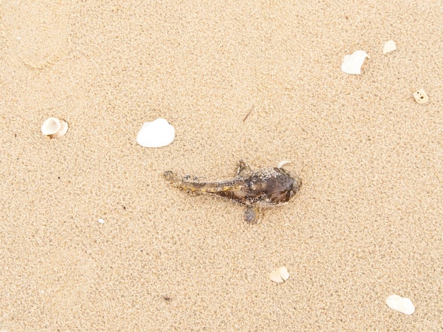 Vista de alto ângulo. Blowfish (morto) e fragmentos de casca branca na praia